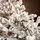 Viennese Snow-Covered Christmas Tree PE 250 CM  დათოვლილი ნაძვის ხე 100% სილიკონი, 9 image
