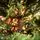 Christmas Tree With Lights 180 CM PE+PVC საახალწლო ნაძვის ხე, შერეული სილიკონის წიწვებით და განათებით, 11 image
