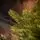 Christmas Tree Grace 100% Silicone Needle PE 210 CM - ნაძვის ხე 100% სილიკონის წიწვებით, 8 image