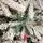 Christmas Tree With Berries PE + PVC 210 CM Snow-Covered - დათოვლილი ნაძვის ხე შერეული სილიკონის წიწვებით და კენკრით, 11 image