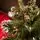 Lidia Green Christmas Tree With White Tips, Pine Cones And Berries PVC 220CM - ნაძვის ხე თეთრი ბოლოებით, გირჩით და კენკრით, 5 image