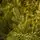 Alpine Star Christmas Tree Green 240 CM PE  საახალწლო ნაძვის ხე, 100% სილიკონი, 4 image