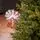 Christmas Tree Edelweiss Luxe With 100% Silicone Needle 260 CM - ნაძვის ხე 100% სილიკონის წიწვებით, 8 image