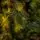 Holandiia Christmas Tree With Olive Tips PE 210 CM საახალწლო ნაძვის ხე, 100% სილიკონი, 13 image