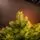 Holandiia Christmas Tree With Olive Tips PE 210 CM საახალწლო ნაძვის ხე, 100% სილიკონი, 11 image