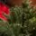 Premium Christmas Tree PE 220 CM ნაძვის ხე 100% სილიკონი, 13 image