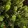 Carpathian Christmas Tree 210CM PVC + PE  Light Green Tips  ნაძვის ხე შერეული სილიკონის წიწვებით, 4 image