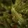 Alpine Christmas Tree PE 210 CM Green - საახალწლო ნაძვის ხე, 100 % სილიკონი, 5 image