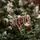 Christmas Tree With Pine Cones საახალწლო ნაძვის ხე გირჩებით 270 სმ, 4 image