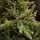 Alpine Christmas Tree PE 210 CM Green - საახალწლო ნაძვის ხე, 100 % სილიკონი, 6 image