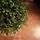 Carpathian Christmas Tree 210CM PVC + PE  Light Green Tips  ნაძვის ხე შერეული სილიკონის წიწვებით, 8 image