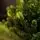 Carpathian Christmas Tree 210CM PVC + PE  Light Green Tips  ნაძვის ხე შერეული სილიკონის წიწვებით, 6 image