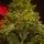 Alpine Star Christmas Tree Green 240 CM PE  საახალწლო ნაძვის ხე, 100% სილიკონი, 9 image