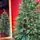 Christmas Tree PE With Pine Cones 180 CM - ნაძვის ხე 100% სილიკონი, გირჩით, 4 image
