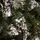 Crystal Christmas Tree 220 CM With Snow-Covered Branches And Berries ნაძვის ხე დათოვლილი ბოლოებით და კენკრით, 5 image