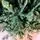 Christmas Tree PE+PVC 240 CM Green - ნაძვის ხე შერეული სილიკონის წიწვებით, 10 image