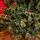 Christmas Tree 210 CM With Pine Cones, Berries And Lights საახალწლო ნაძვის ხე სილიკონის წიწვებით და განათებით, 10 image