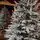 Snow-Covered Christmas Tree PE+PVC 240 CM - დათოვლილი ნაძვის ხე შერეული სილიკონის წიწვებით, 8 image