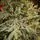 Christmas Tree საახალწლო ნაძვის ხე სილიკონის წიწვებით 240 CM (OT2329), 7 image