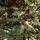 Diamant Green Christmas Tree With Mixed Silicone Needle And Red Viburnum Berries PE+ PVC 200CM - ნაძვის ხე შერეული სილიკონის წიწვებით და კენკრით, 13 image