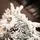 Winter Wonder Snow-Covered Christmas Tree 240 CM With Pine Cones საახალწლო ნაძვის ხე დათოვლილი ტოტებით და გირჩით 240  სმ (OT2084), 18 image