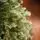 Scandinavian Christmas Tree PE 210 CM  With Blue Tips  საახალწლო ნაძვის ხე 100% სილიკონი, 5 image