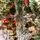Snow-Covered Christmas Tree PE+PVC 210 CM - დათოვლილი ნაძვის ხე შერეული სილიკონის წიწვებით, 8 image