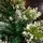 Christmas Tree With Snow-Covered Branches And Berries 180 CM ნაძვის ხე დათოვლილი ბოლოებით და კენკრით (OT2077), 10 image