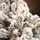 Global Snow-Covered PVC+PE 180 CM Christmas Tree დათოვლილი ნაძვის ხე შერეული სილიკონის წიწვებით, 4 image