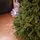 Christmas Tree Grand Wide 100 % Silicone Needle 260 CM - ნაძვის ხე 100% სილიკონი, 13 image