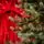 Scandinavian Christmas Tree PE 210 CM  With Blue Tips  საახალწლო ნაძვის ხე 100% სილიკონი, 8 image