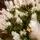 Christmas Tree With Lights 180 CM PE+PVC საახალწლო ნაძვის ხე, შერეული სილიკონის წიწვებით და განათებით, 7 image