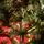 Lidiya Green Christmas Tree With Salad Tips PVC 250CM - ნაძვის ხე მწვანე ბოლოებით, 9 image