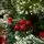 Christmas Tree With Snow-Covered Branches And Berries 180 CM ნაძვის ხე დათოვლილი ბოლოებით და კენკრით (OT2077), 7 image