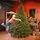 Christmas Tree Grand Wide 100 % Silicone Needle 260 CM - ნაძვის ხე 100% სილიკონი, 2 image