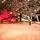 Viennese Snow-Covered Christmas Tree PE 250 CM  დათოვლილი ნაძვის ხე 100% სილიკონი, 15 image