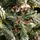 Diamant Green Christmas Tree With Mixed Silicone Needle And Red Viburnum Berries PE+ PVC 200CM - ნაძვის ხე შერეული სილიკონის წიწვებით და კენკრით, 5 image