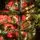 Lidiya Green Christmas Tree With Salad Tips PVC 250CM - ნაძვის ხე მწვანე ბოლოებით, 8 image