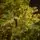 Alpine Star Christmas Tree Green 240 CM PE  საახალწლო ნაძვის ხე, 100% სილიკონი, 7 image