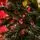 Diamant Green Christmas Tree With Mixed Silicone Needle And Red Viburnum Berries PE+ PVC 200CM - ნაძვის ხე შერეული სილიკონის წიწვებით და კენკრით, 6 image