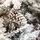 Winter Wonder Snow-Covered Christmas Tree 240 CM With Pine Cones საახალწლო ნაძვის ხე დათოვლილი ტოტებით და გირჩით 240  სმ (OT2084), 12 image
