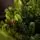 Carpathian Christmas Tree 210CM PVC + PE  Light Green Tips  ნაძვის ხე შერეული სილიკონის წიწვებით, 7 image