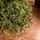 Holandiia Christmas Tree With Olive Tips PE 210 CM საახალწლო ნაძვის ხე, 100% სილიკონი, 6 image