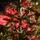 Lidia Green Christmas Tree PVC 200 CM - ნაძვის ხე, 11 image