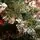 Crystal Christmas Tree 220 CM With Snow-Covered Branches And Berries ნაძვის ხე დათოვლილი ბოლოებით და კენკრით, 11 image
