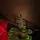 Lidiya Green Christmas Tree With Salad Tips PVC 250CM - ნაძვის ხე მწვანე ბოლოებით, 3 image