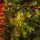 Holandiia Christmas Tree With Olive Tips PE 210 CM საახალწლო ნაძვის ხე, 100% სილიკონი, 14 image