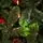 Lidiya Green Christmas Tree With Salad Tips PVC 250CM - ნაძვის ხე მწვანე ბოლოებით, 5 image