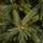 Alpine Christmas Tree PE 210 CM Green - საახალწლო ნაძვის ხე, 100 % სილიკონი, 4 image