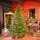 Christmas Tree Edelweiss Luxe With 100% Silicone Needle 260 CM - ნაძვის ხე 100% სილიკონის წიწვებით